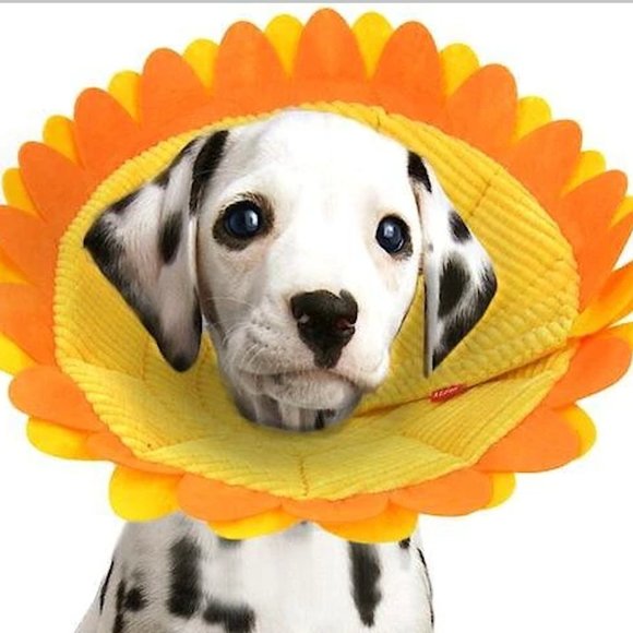 Other - NEW!! Alfie Pet Noah Sunflower Dog & Cat Recovery Collar - Cone - Size Small